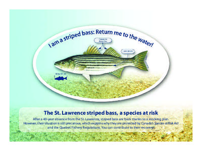 The St. Lawrence striped bass, a species at risk After a 40-year absence from the St. Lawrence, striped bass are back thanks to a stocking plan. However, their situation is still precarious, which explains why they are p