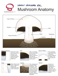 Mushroom Anatomy Cap or Pileus Spores  Gills