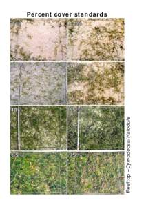 Reeftop –Cymodocea/Halodule  Percent cover standards Reeftop – mixed Thalassia/Cymodocea/Enhalus