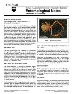 Arthropods / Spider anatomy / Pedipalp / Scorpion / Taxonomy / Arachnids / Pseudoscorpion