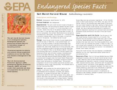 US EPA - Endangered Species Facts  - Salt Marsh Harvest Mouse