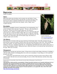 Wattle bagworm / Apterona helicoidella / Psychidae / Bagworm moth / Evergreen bagworm
