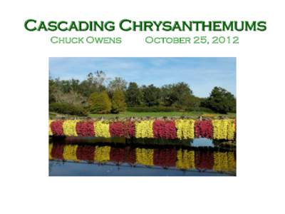 Cascading Chrysanthemums Chuck Owens October 25, 2012  The history of chrysanthemum culture