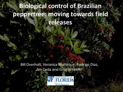 Biological control of Brazilian peppertree: moving towards field releases
