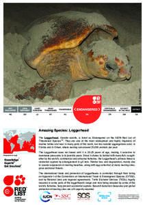 Environment / Reptiles of Australia / Caretta / Loggerhead sea turtle / Bycatch / Turtle excluder device / Loggerhead / Zakynthos Marine Park / Olive ridley sea turtle / Sea turtles / Herpetology / Zoology