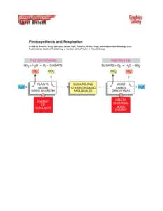 Photosynthesis and Respiration ©1998 by Alberts, Bray, Johnson, Lewis, Raff, Roberts, Walter . http://www.essentialcellbiology.com Published by Garland Publishing, a member of the Taylor & Francis Group.  PHOTOSYNTHESIS