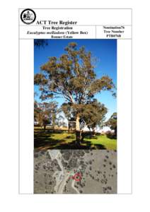 Flora of the Australian Capital Territory / Trees of Australia / Melliodora / Eucalyptus melliodora / Eucalyptus / Biology / Tree / Flora of Australia / Botany / Flora of New South Wales