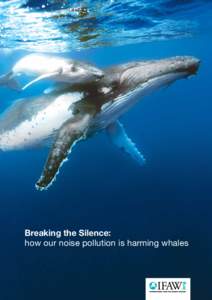 Breaking the Silence: how our noise pollution is harming whales contents  introduction