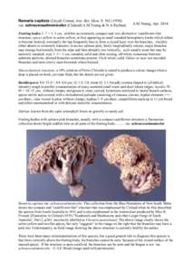 Ramaria / Mushroom / Hypha / Stipe / Biology / Mycology / Agaricomycetes