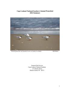 Cape Lookout National Seashore Colonial Waterbird