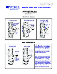 Fact sheet ENH 847 Page 1 of 2  Pruning shade trees in the landscape Pruning cut types Edward F. Gilman1