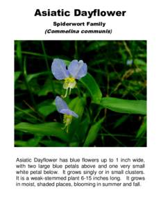 Asiatic Dayflower Spiderwort Family (Commelina communis)  Asiatic Dayflower has blue flowers up to 1 inch wide,