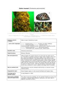 Zoology / Zebra mussel / Dreissena / Quagga mussel / Habitat / Byssus / Mussel / Blue mussel / Invasive species / Phyla / Protostome / Dreissenidae