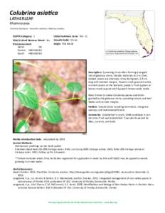 Colubrina asiatica latherleaf Rhamnaceae Common Synonyms: Ceanothus asiaticus, Rhamnus asiatica  FLEPPC Category: 1