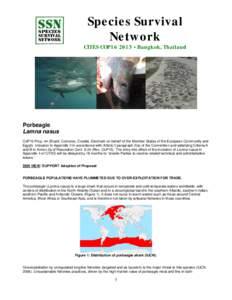 Species Survival Network CITES COP16 2013 • Bangkok, Thailand Porbeagle Lamna nasus