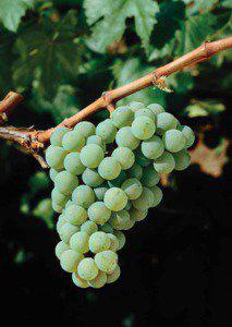 Trousseau gris / Mosel / Ripeness in viticulture / Wine classification / Crouchen / Müller-Thurgau / Wine / Riesling / German wine