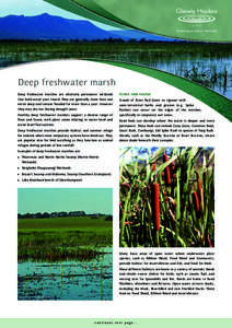 Deep freshwater marsh Deep freshwater marshes are relatively permanent wetlands that hold water year round. They are generally more than one metre deep and remain flooded for more than a year. However they may dry out du