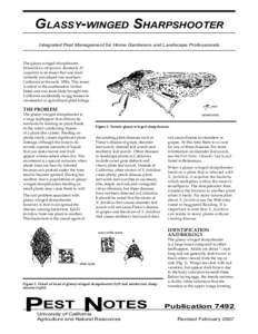 GLASSY-WINGED SHARPSHOOTER Integrated Pest Management for Home Gardeners and Landscape Professionals The glassy-winged sharpshooter, Homalodisca vitripennis, (formerly H. coagulata) is an insect that was inadvertently in