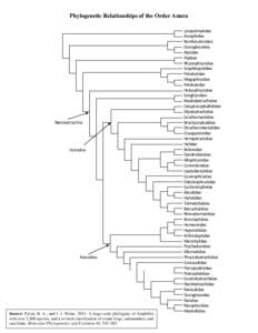 Phylogenetic Relationships of the Order Anura  Neobatrachia Hyloidea