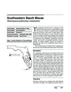 Southeastern Beach Mouse Peromyscus polionotus niveiventris