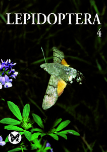 LEPIDOPTERA  4 Forsiden: Den kolibriagtige duehale, Macroglossum stellatarum L., sugende på lucerne i flugten med svirrende vinger, Helnæs