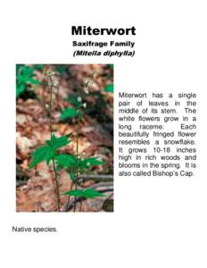 Miterwort Saxifrage Family (Mitella diphylla)  Miterwort has a single
