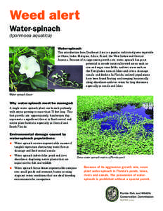 Weed alert Water-spinach (Iponmoea aquatica)