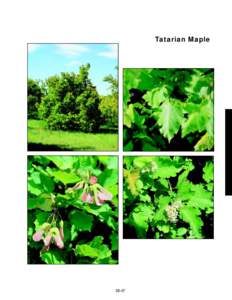 Tatarian Maple  slide 44b 390%  slide 44d
