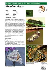 BUTTERFLY CONSERVATION SA Inc. FACT SHEET Junonia villida page 1  Meadow Argus Class: Order: Family: