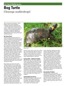 U.S. Fish & Wildlife Service  Bog Turtle Clemmys muhlenbergii  Our Tiniest Turtle
