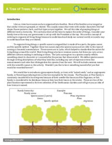 A Tree of Trees: What’s in a name? Introduction Like us, trees have names and are organized into families. Most of the families are arranged so that similar trees are grouped, or related. This usually means that trees 