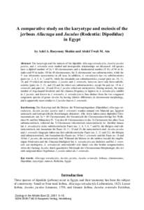 Jerboa / Jaculus / J. orientalis / Allactaga / Dipodinae / Dipodidae / Fauna of Africa / Fauna of Asia
