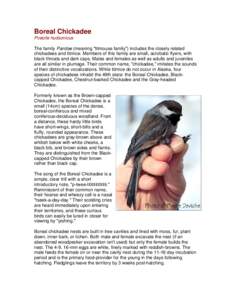 Microsoft Word - Boreal Chickadee.doc