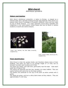 Apiaceae / Herbs / Medicinal plants / Chervil / Invasive plant species / Anthriscus / Seed / A. sylvestris / Flora / Biota / Botany