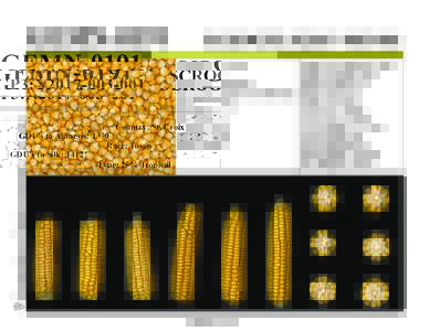 Germplasm Enhancement of Maize  GEMN-0191 SCROGP3:N2017Country: St. Croix