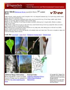Birch / Betula populifolia / Betula papyrifera / Betula pendula / Betula nigra / Lenticel / Betula cordifolia / Flora of the United States / Flora / Ornamental trees