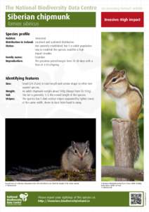 Siberian chipmunk / Eastern gray squirrel / Sciurus / Red Squirrel / Chipmunk / Sciurinae / Tree squirrels / Fauna of Europe / Fauna of Asia