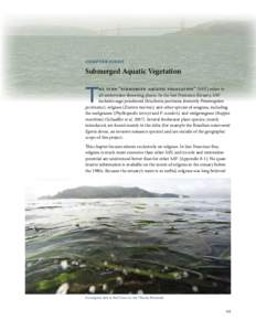 Chapter Eight  Submerged Aquatic Vegetation T