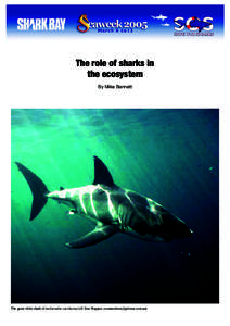 The role of sharks in the ecosystem By Mike Bennett The great white shark (Carcharodon carcharias) (© Ken Hoppen, [removed])