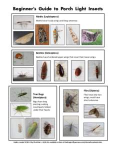 Beginner’s Guide to Porch Light Insects Moths (Lepidoptera) Moths have 4 scaly wings and long antennae. Beetles (Coleoptera) Beetles have hardened upper wings that cover their lower wings.