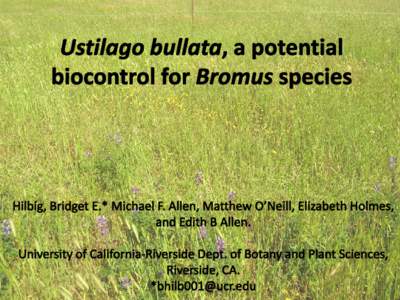 Bromus diandrus, B. rubens, B.tectorum • Dominant winter annual grasses • Dominance is associated with dramatic increases in fire • Respond positively to