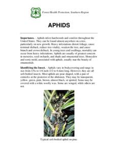 Forest Health Protection, Southern Region  APHIDS Importance. - Aphids infest hardwoods and conifers throughout the United States. They can be found almost anywhere on a tree, particularly on new growth. Heavy infestatio