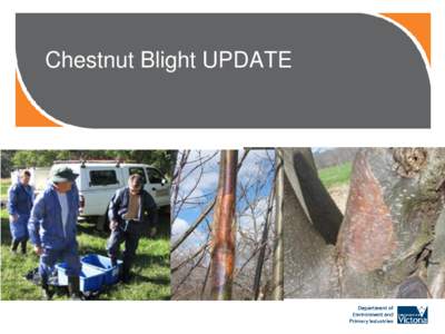 Chestnut Blight UPDATE  The Outbreak Number of chestnut blight infected trees detected 450