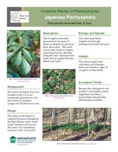 Invasive Plants in Pennsylvania  Japanese Pachysandra Pachysandra terminalis Sieb. & Zucc.  Description: