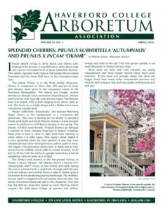 VOLUME 39, NO. 1  SPRING 2014 SPLENDID CHERRIES: PRUNUS SUBHIRTELLA ‘AUTUMNALIS’ AND PRUNUS X INCAM ‘OKAME’ by William Astifan, Arboretum Director