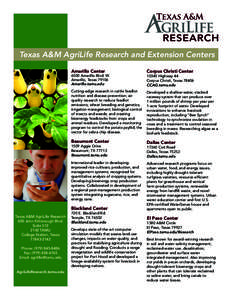 Texas A&M AgriLife Research and Extension Centers Amarillo Center Corpus Christi Center  Cutting-edge research in cattle feedlot