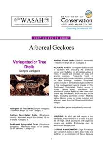 WASAH WESTERN AUSTRALIAN SOCIETY of AMATEUR HERPETOLOGISTS (Inc) KEEPING ADVICE SHEET  Arboreal Geckoes
