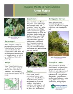 Invasive Plants in Pennsylvania  Amur Maple Acer ginnala  Photo: Paul Wray, Iowa State U.,