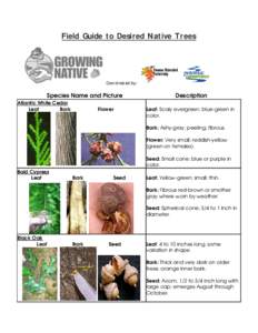 Field Guide to Desired Native Trees  Coordinated by: Species Name and Picture Atlantic White Cedar