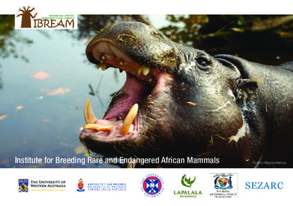 Institute for Breeding Rare and Endangered African Mammals  Pygmy Hippopotamus Pygmy Hippopotamus Ethiopian Wolf